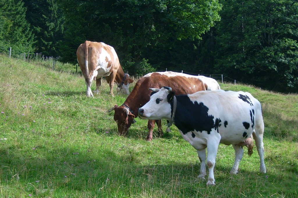 Bergerlebnisse: Kühe auf der Alm